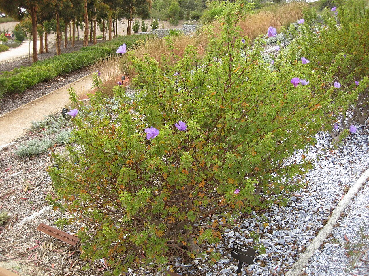 Alyogyne huegelii, Native hibiscus — upright evergreen (Malvaceae) (image 6 of 9)
