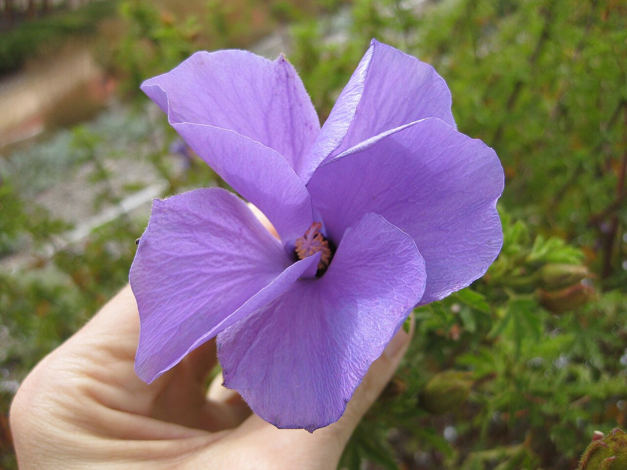 Alyogyne huegelii, Native hibiscus — upright evergreen (Malvaceae) (image 7 of 9)