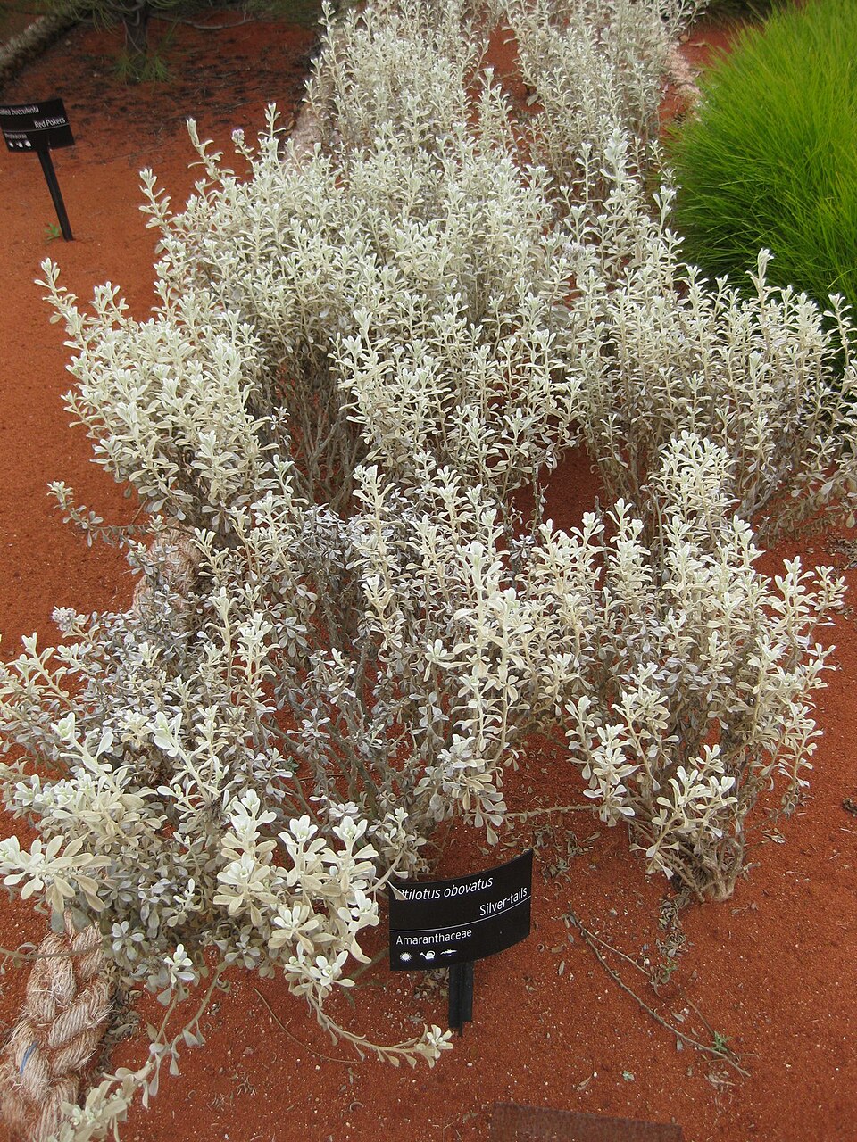Ptilotus obovatus (cotton bush) (alternate view 2)