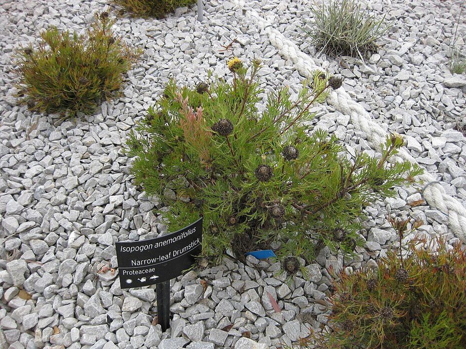 Isopogon anemonifolius (Broad-leaved Drumsticks) (alternate view 3)