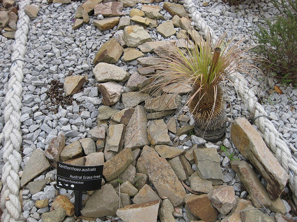 Xanthorrhoea australis (Austral Grass-tree) (alternate view 8)