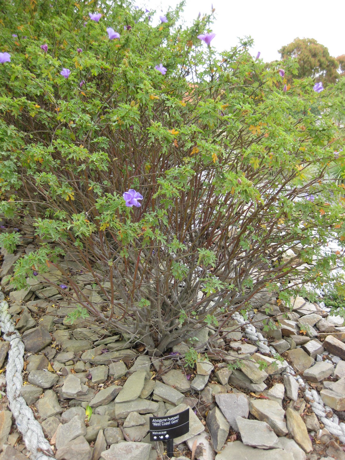 Alyogyne huegelii, Native hibiscus — upright evergreen (Malvaceae) (image 8 of 9)