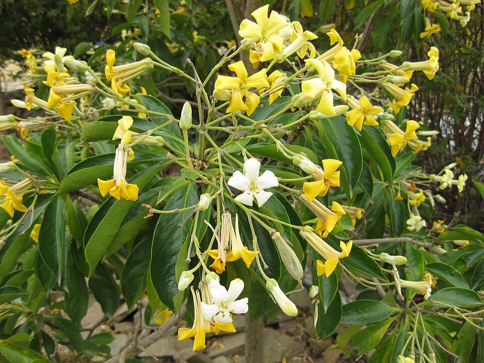 Hymenosporum flavum (Australian frangipani) (alternate view 2)