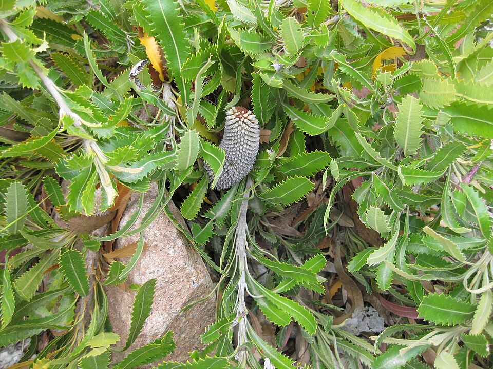 Banksia (Banksias)