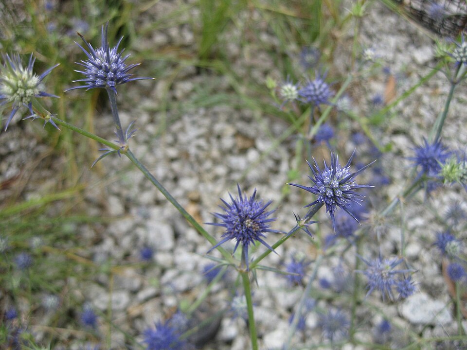 Eryngium ovinum (blue devil) (alternate view 2)