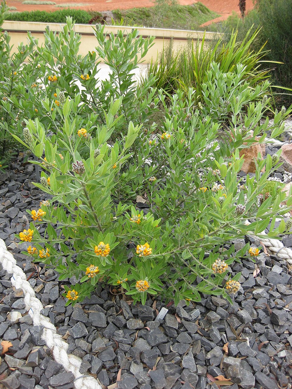 Oxylobium ellipticum (golden shaggy-pea) (alternate view 7)
