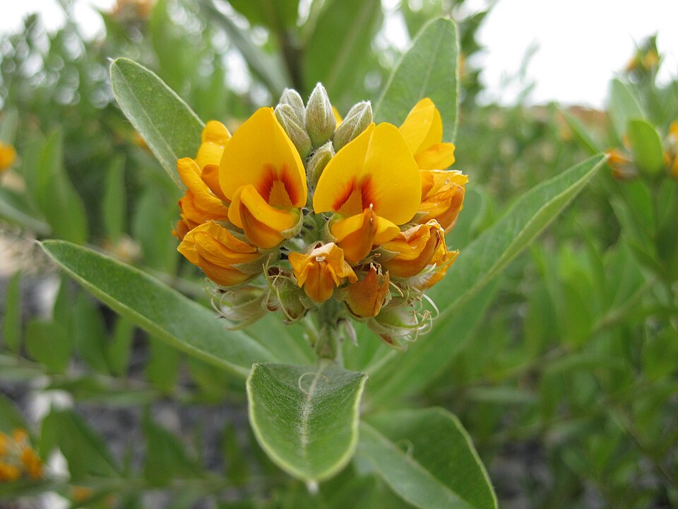 Oxylobium ellipticum (golden shaggy-pea) (alternate view 8)