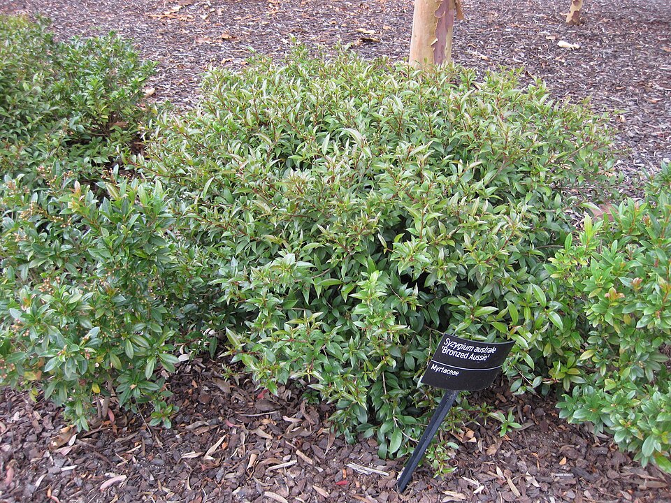 Syzygium australe (scrub cherry) (alternate view 5)