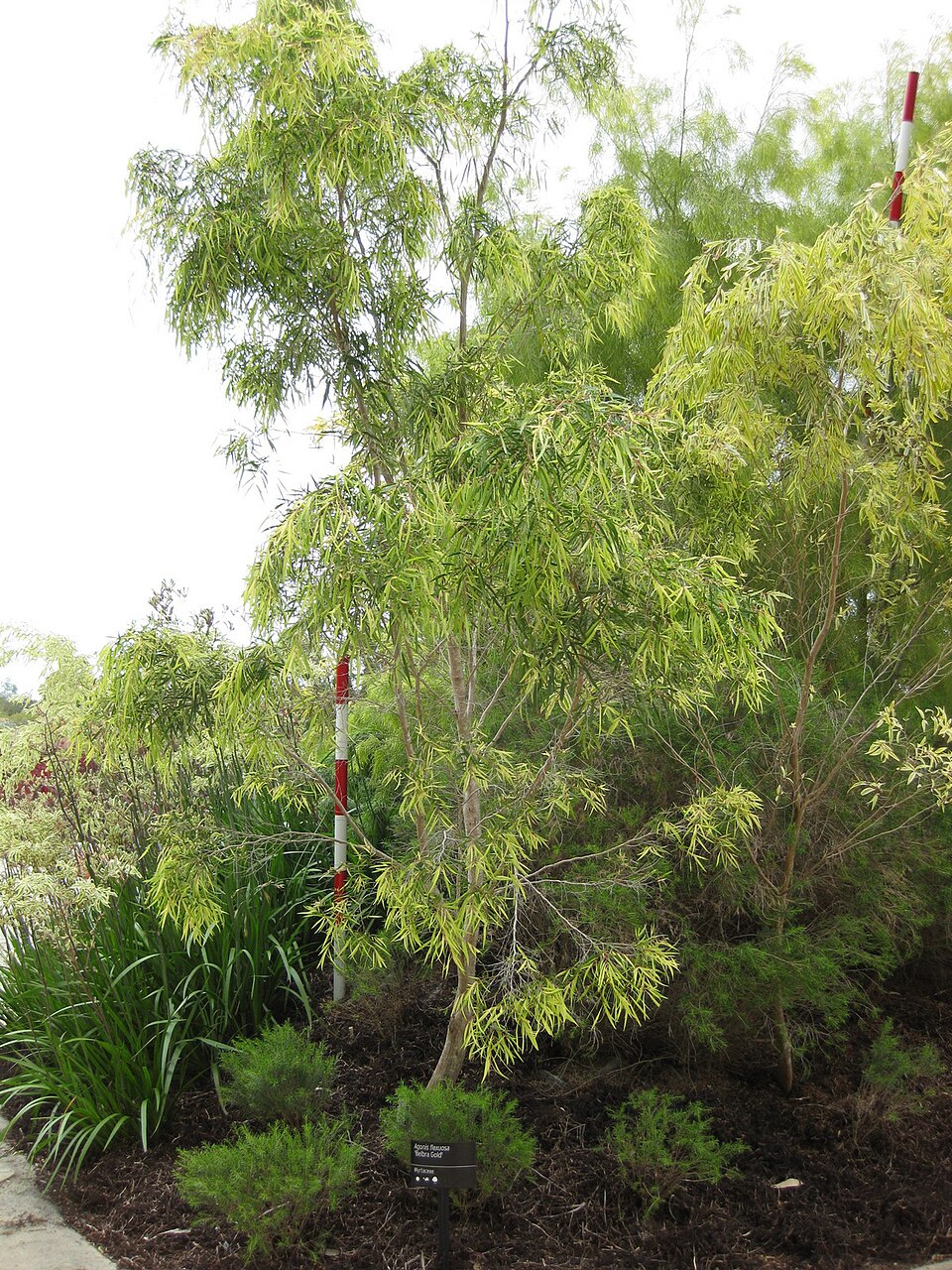 Agonis flexuosa (Western Australian Peppermint) (alternate view 5)