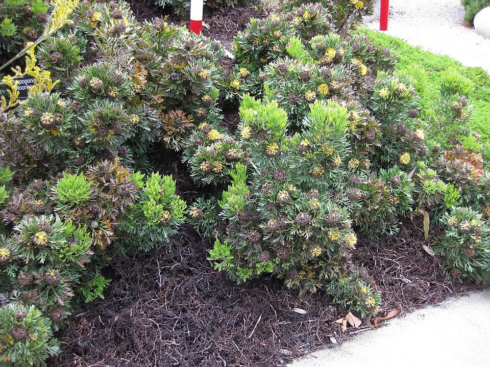 Isopogon anemonifolius (Broad-leaved Drumsticks) (alternate view 4)