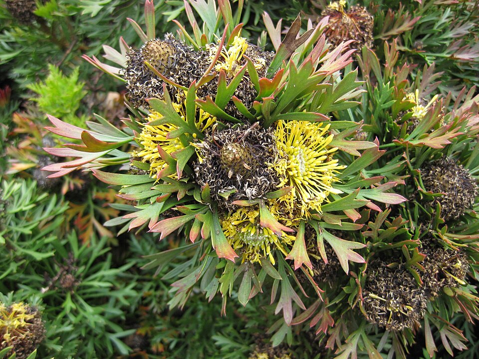Isopogon anemonifolius (Broad-leaved Drumsticks) (alternate view 5)