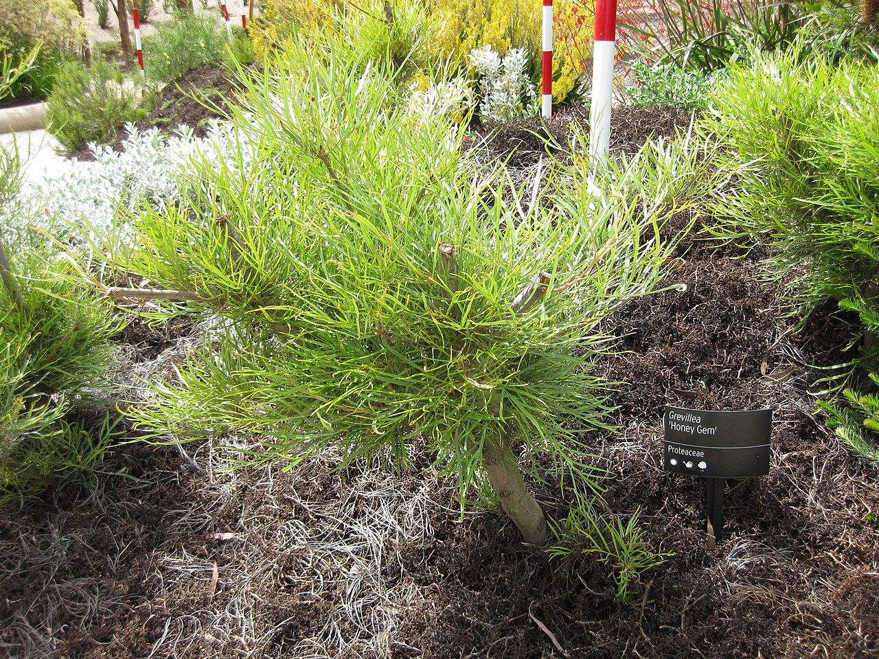 Grevillea 'Honey Gem', Honey Gem grevillea — upright evergreen (Proteaceae) (image 3 of 5)