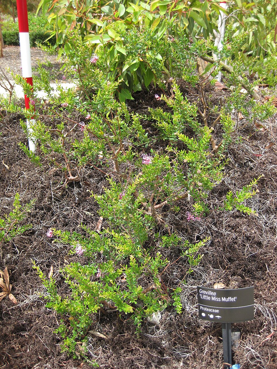 Grevillea (Grevilleas) (alternate view 7)