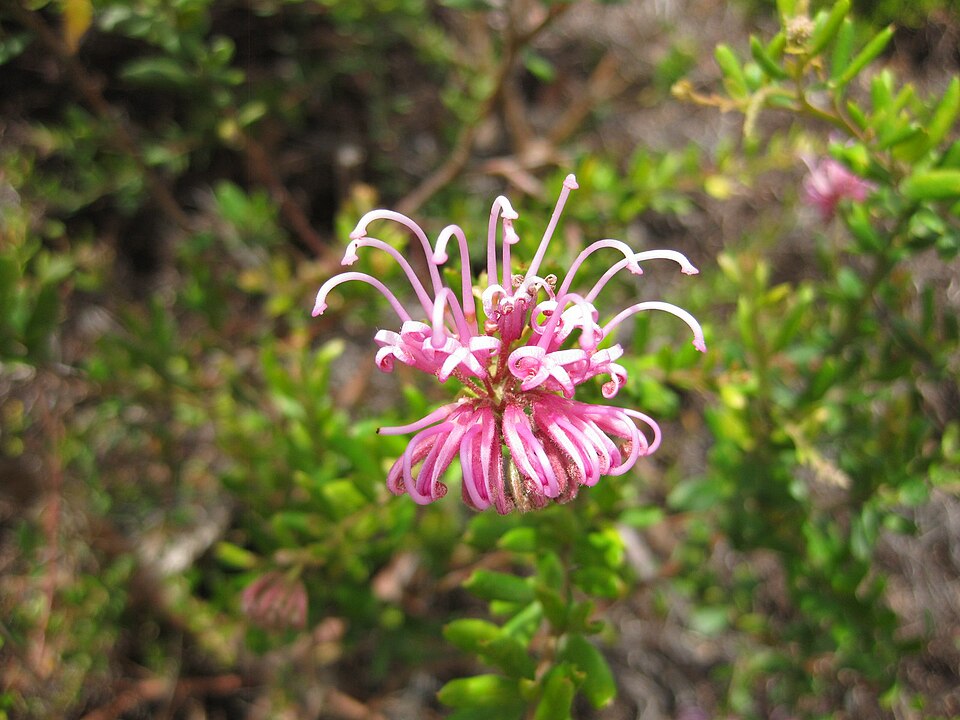 Grevillea (Grevilleas) (alternate view 8)