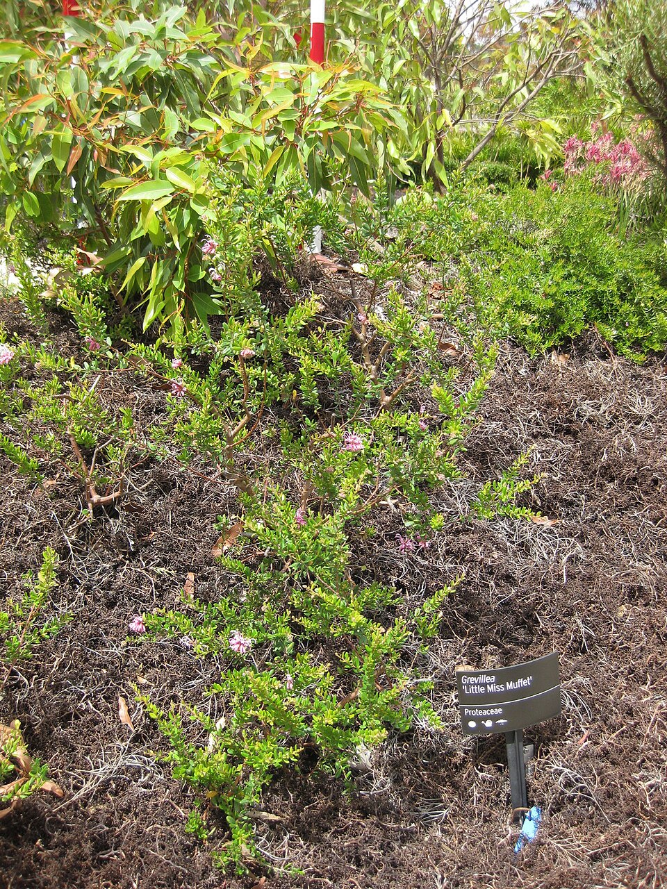Grevillea (Grevilleas) (alternate view 9)