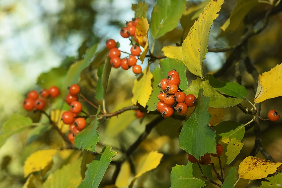 Sorbus (Rowans and Mountain Ashes) (alternate view 10)