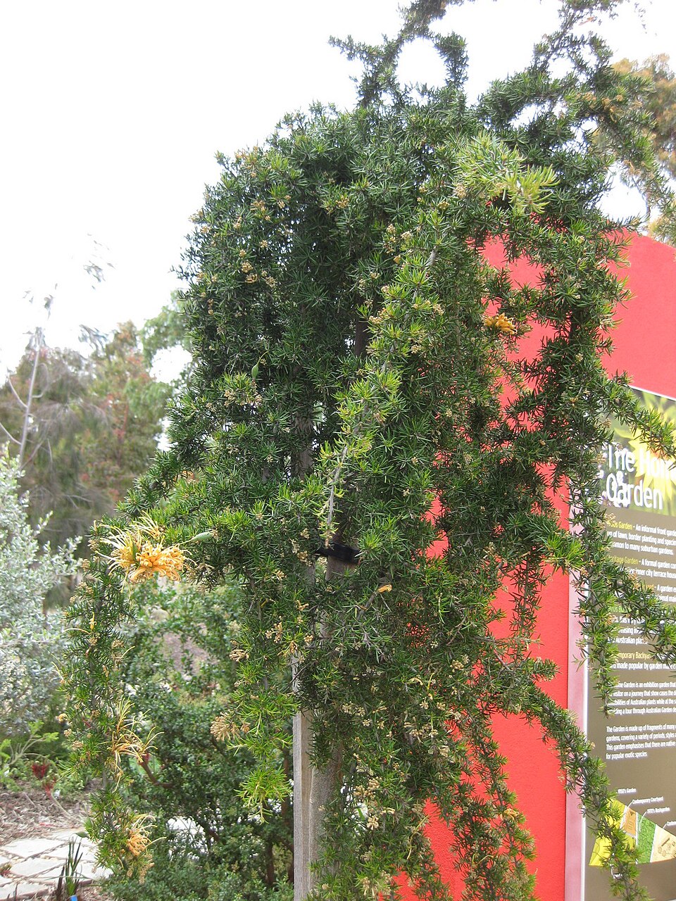 Grevillea (Grevilleas) (alternate view 10)