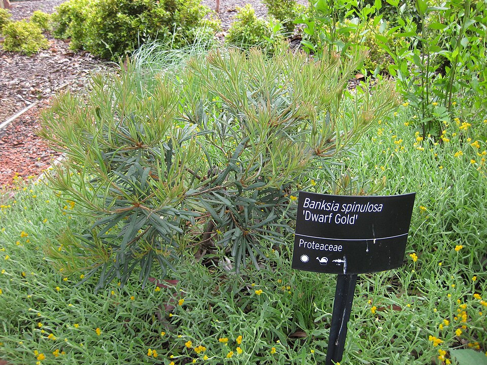 Banksia (Banksias) (alternate view 2)