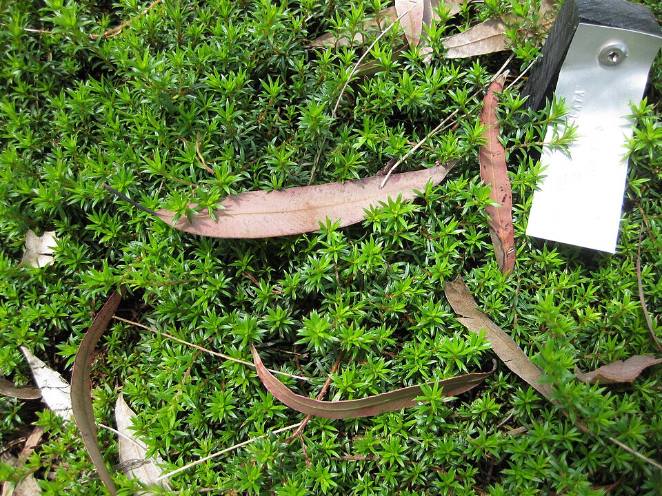 Pultenaea pedunculata (matted bush-pea) (alternate view 2)