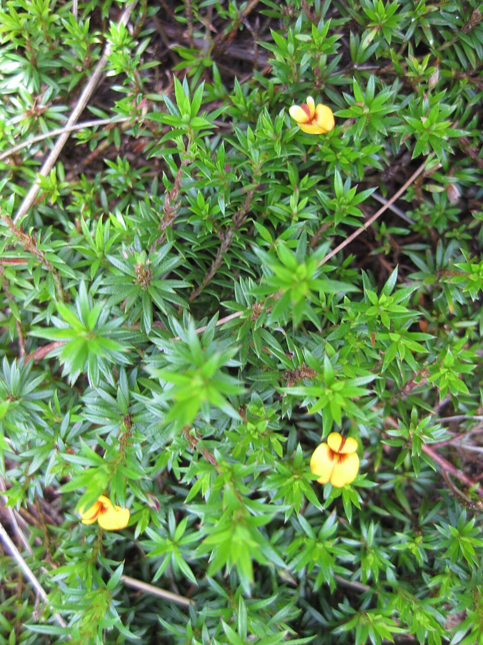 Pultenaea pedunculata (matted bush-pea) (alternate view 3)