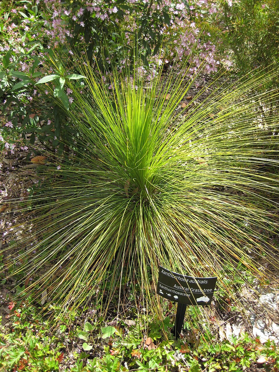 Xanthorrhoea australis (Austral Grass-tree) (alternate view 9)