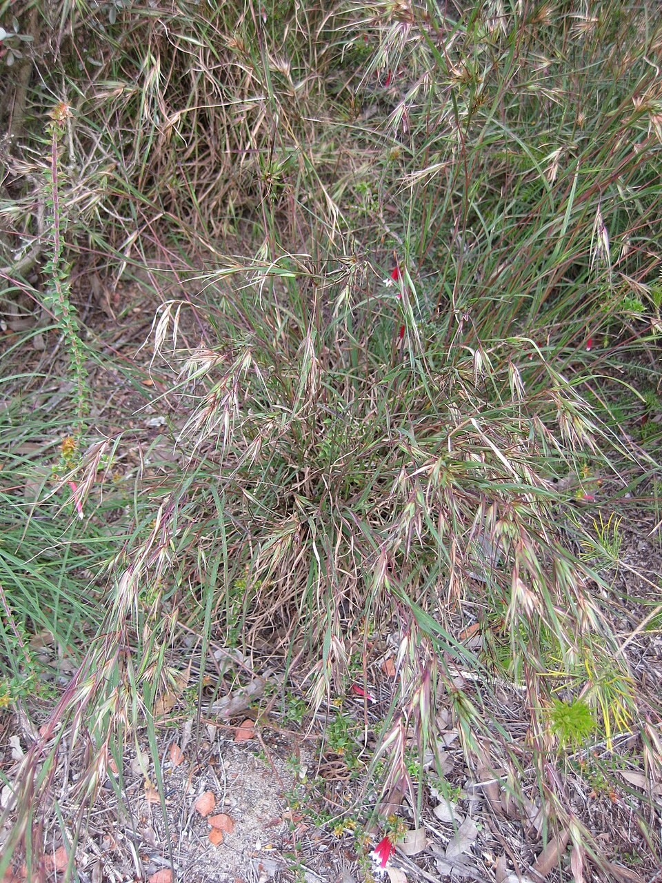 Themeda triandra (Kangaroo Grass) (alternate view 3)