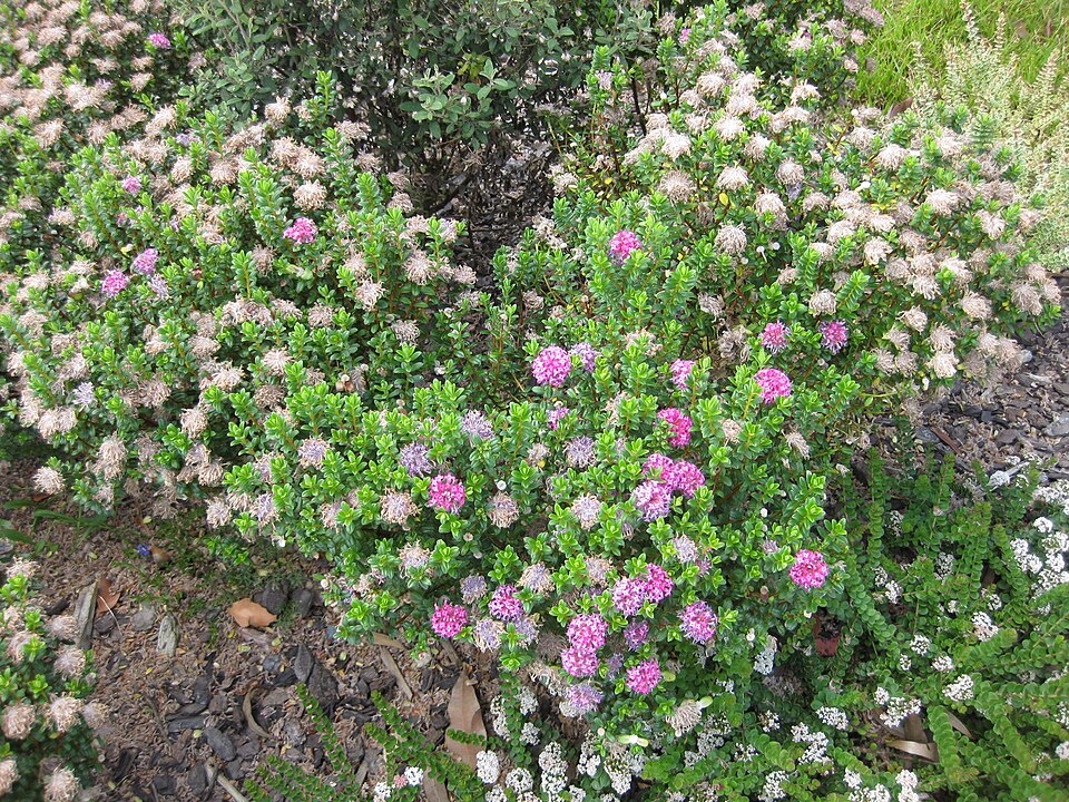 Pimelea (riceflowers) (alternate view 3)
