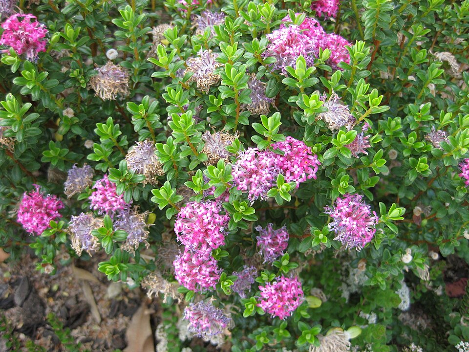 Pimelea (riceflowers) (alternate view 4)