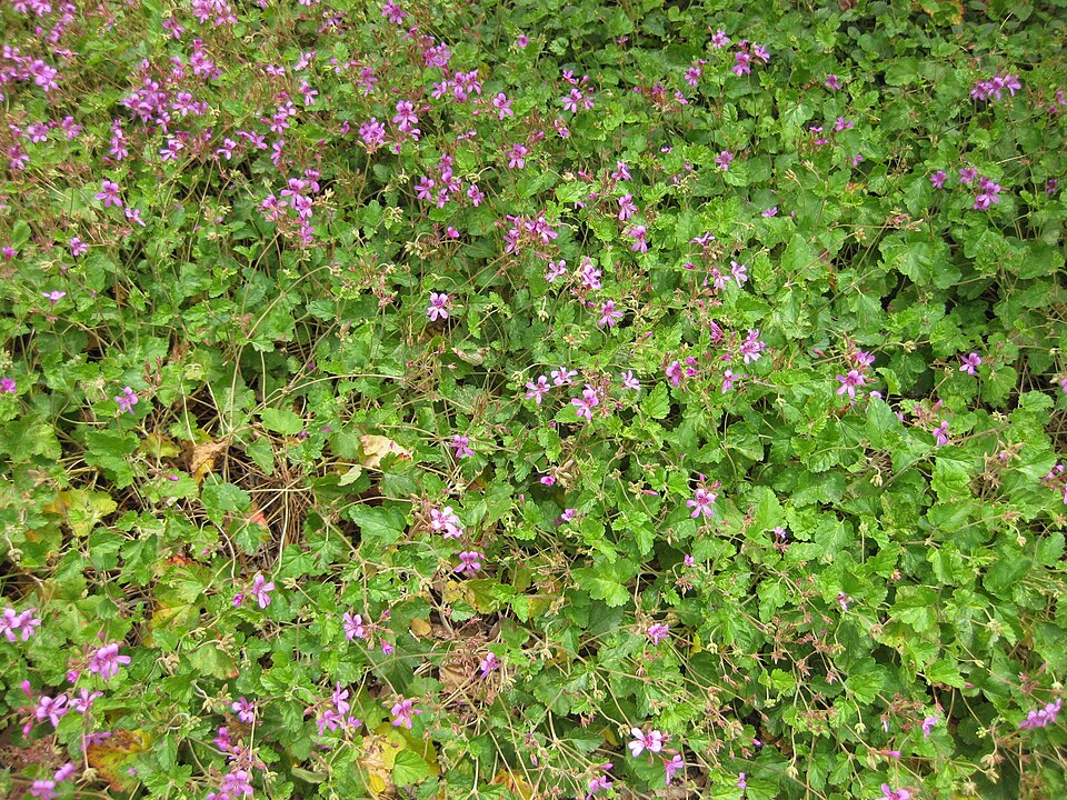 Pelargonium rodneyanum (magenta stork's-bill) (alternate view 6)