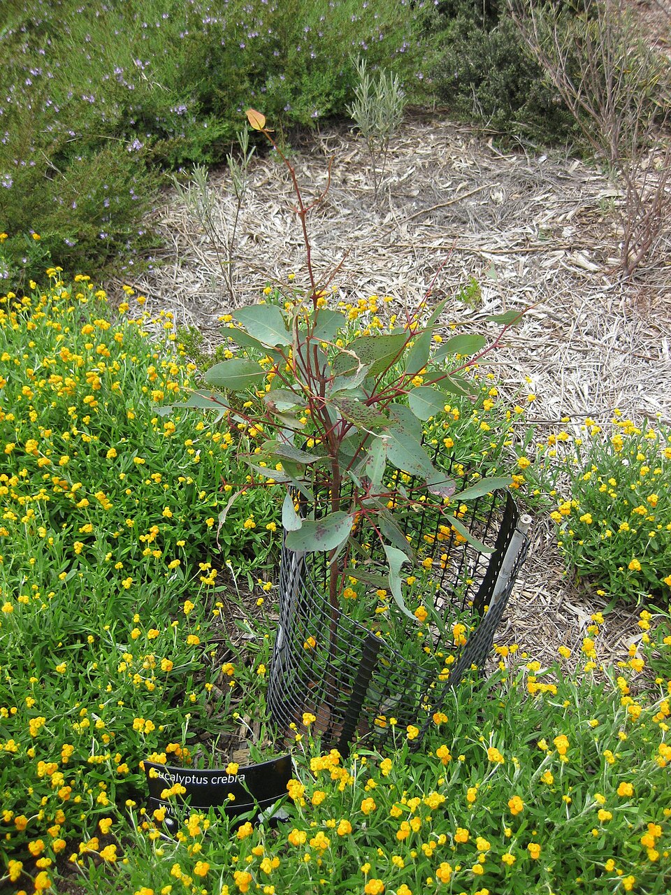 Eucalyptus crebra (Narrow-leaved Red Ironbark) (alternate view 8)