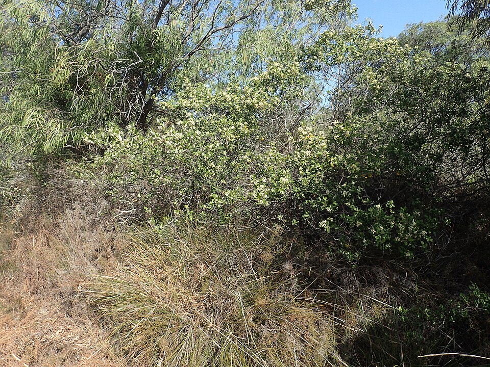 Spyridium globulosum (basket bush) (alternate view 10)