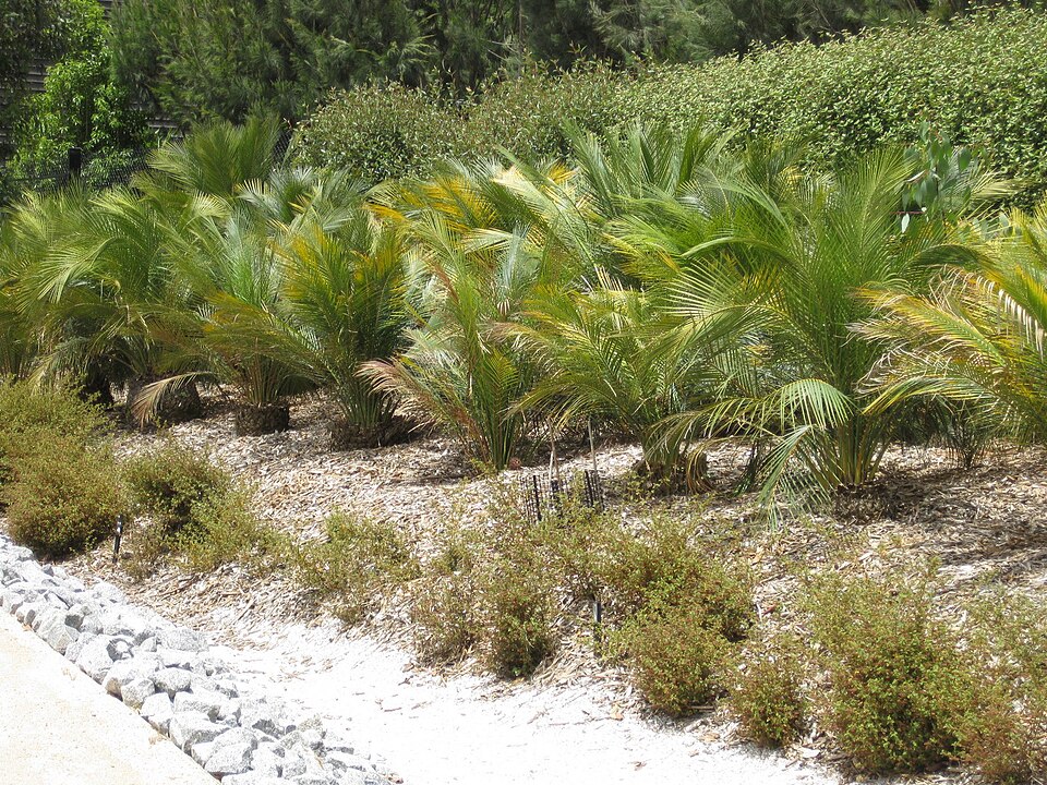 Macrozamia communis (burrawang) (alternate view 9)