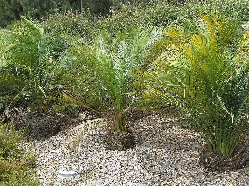 Macrozamia communis (burrawang) (alternate view 10)