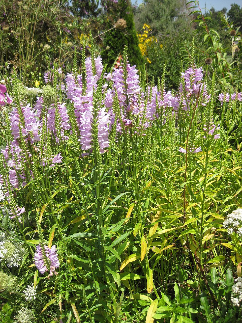 Physostegia virginiana (Obedient Plant) (alternate view 7)
