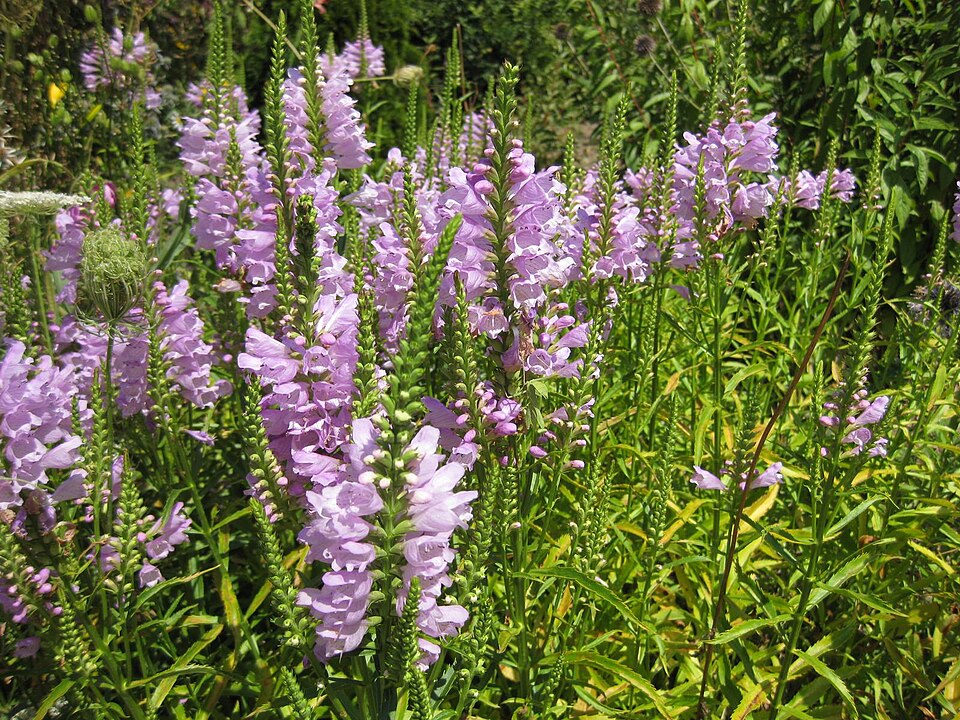 Physostegia virginiana (Obedient Plant) (alternate view 8)