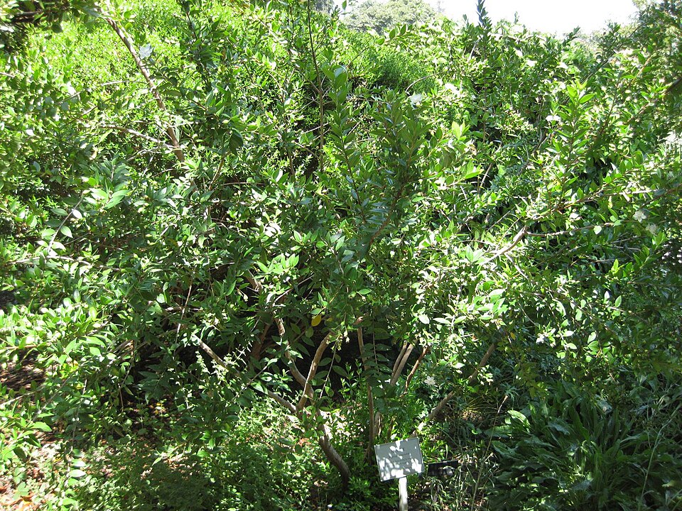 Myrtus communis (alternate view 10)