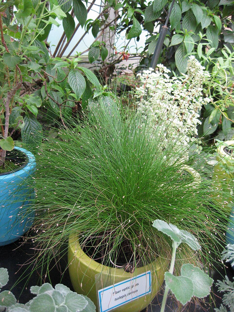 Isolepis cernua (alternate view 10)