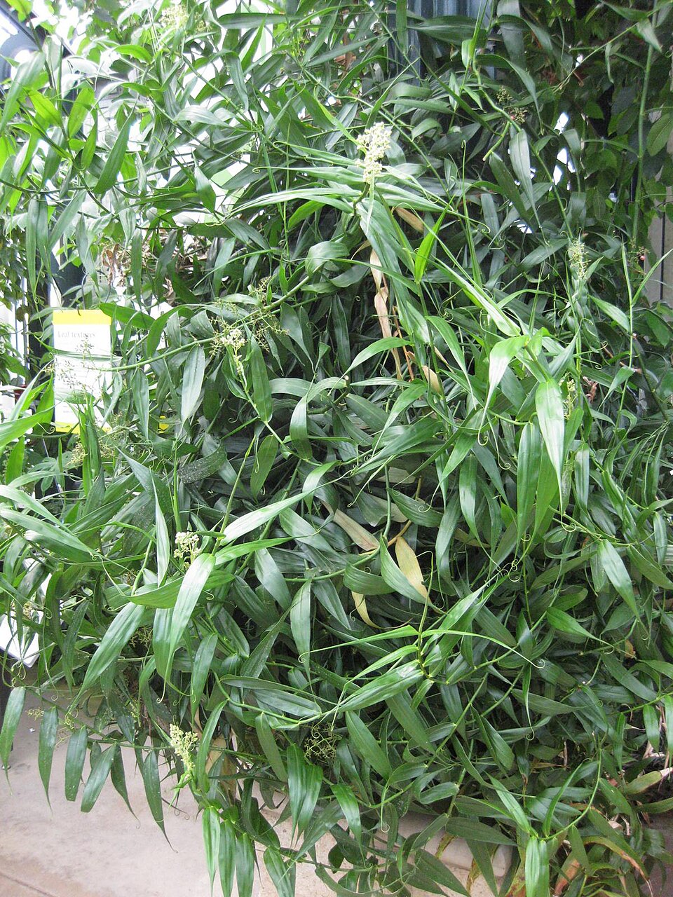 Flagellaria indica (Indian Bushcane) (alternate view 4)