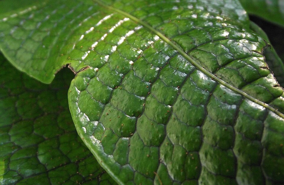 Microsorum musifolium (Crocodile Fern) (alternate view 6)
