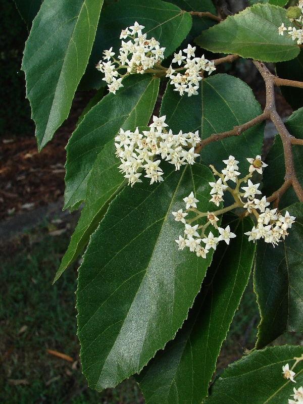 Commersonia bartramia (Brown Kurrajong) (alternate view 10)