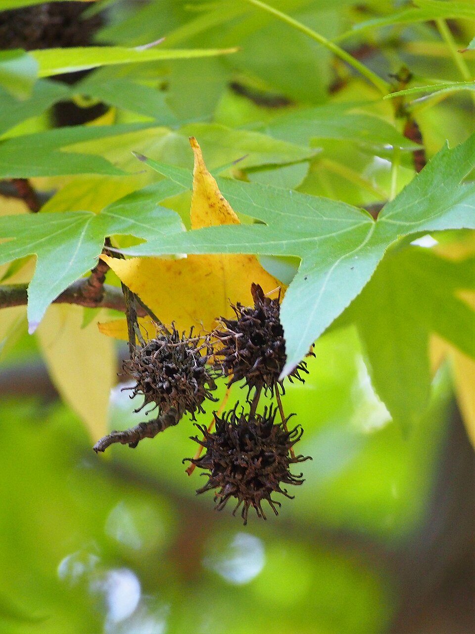 Liquidambar styraciflua 'Worplesdon' (Worplesdon Sweet Gum) (alternate view 2)