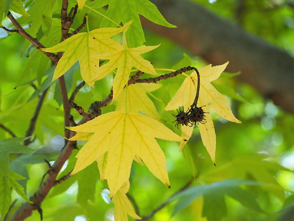 Liquidambar styraciflua 'Worplesdon' (Worplesdon Sweet Gum) (alternate view 3)