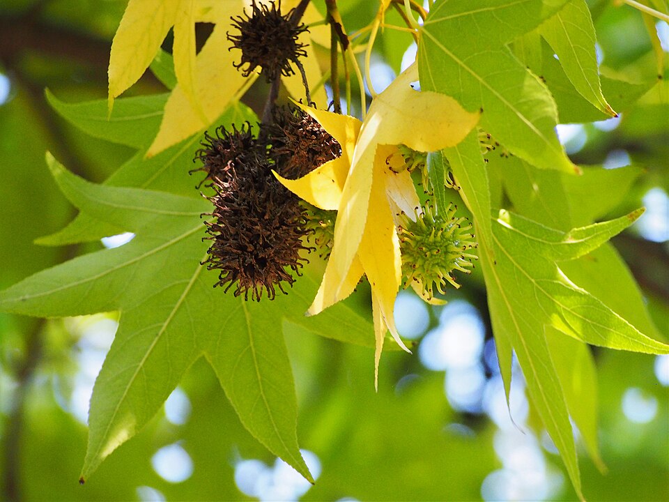 Liquidambar styraciflua 'Worplesdon' (Worplesdon Sweet Gum) (alternate view 4)