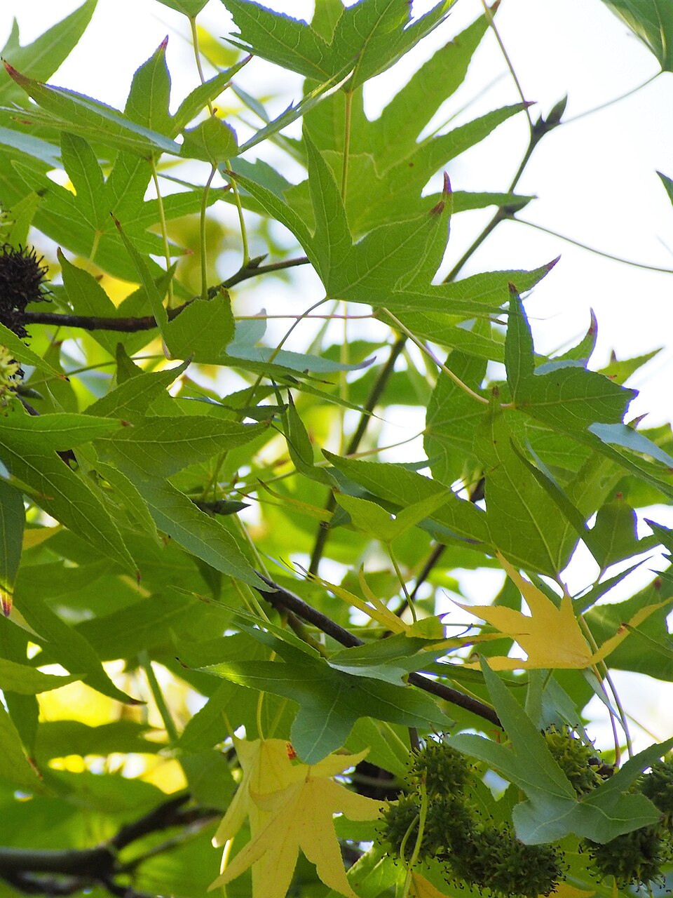 Liquidambar styraciflua 'Worplesdon' (Worplesdon Sweet Gum) (alternate view 5)