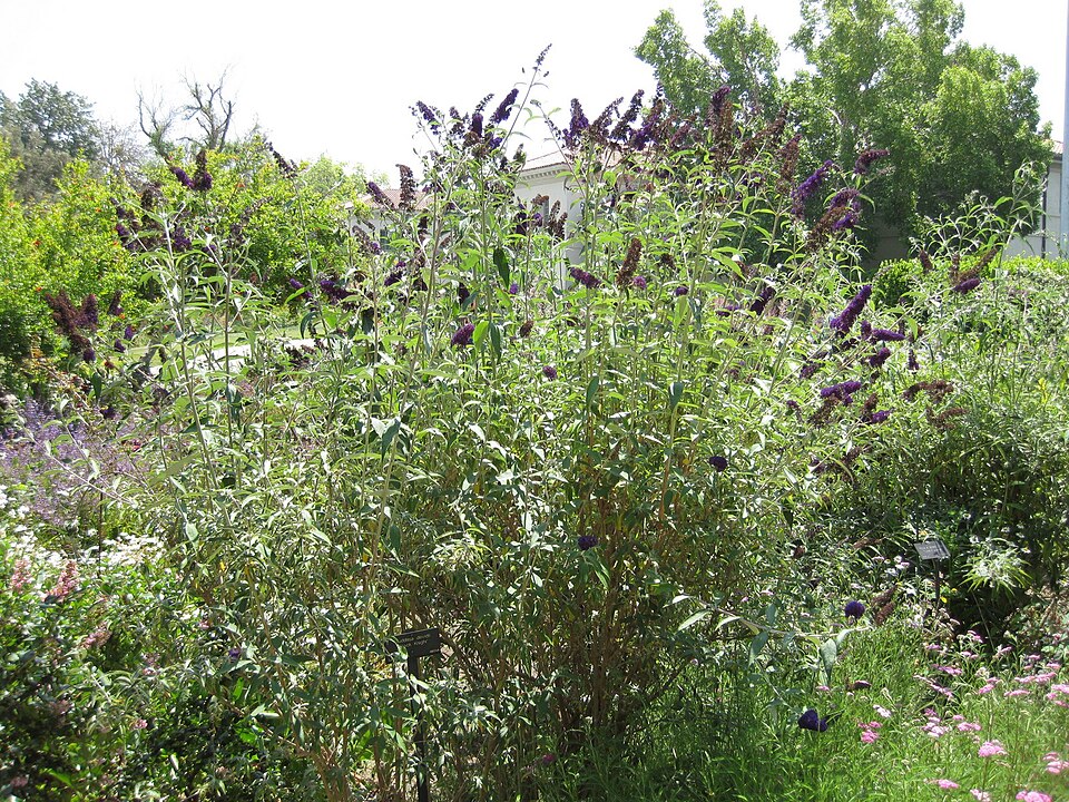 Buddleja davidii 'Black Knight' (Black Knight Butterfly Bush) (alternate view 2)