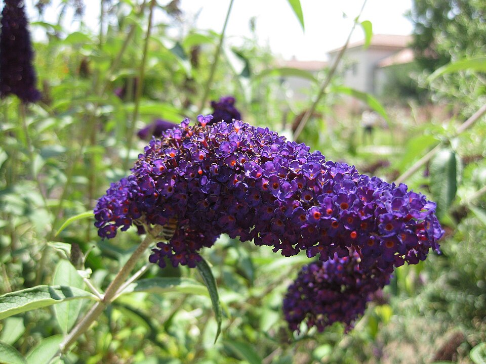 Buddleja davidii 'Black Knight' (Black Knight Butterfly Bush) (alternate view 3)