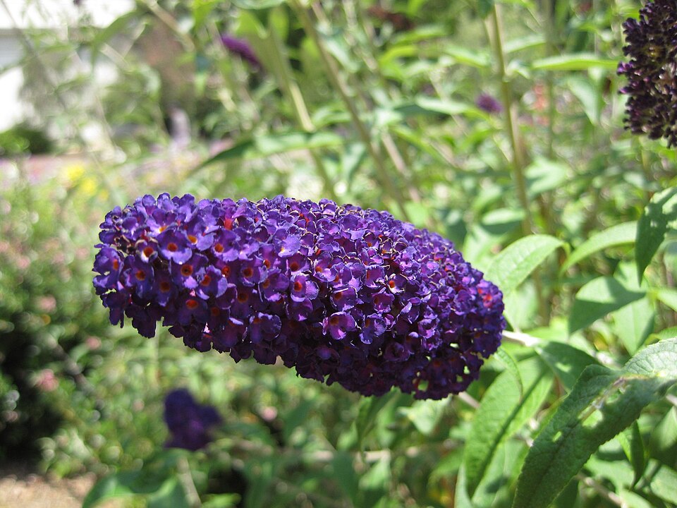 Buddleja davidii 'Black Knight' (Black Knight Butterfly Bush) (alternate view 4)