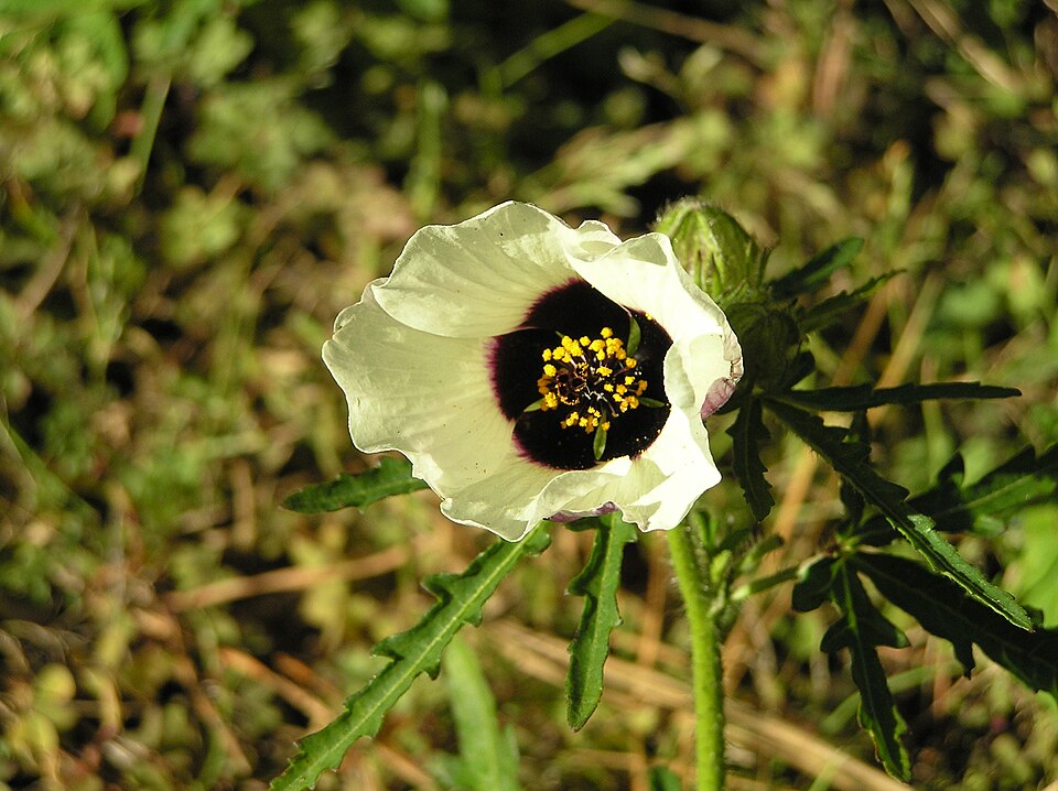 Hibiscus trionum (flower-of-an-hour) (alternate view 9)