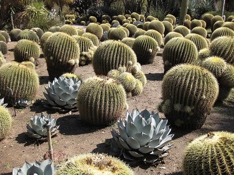 Agave palmeri (Palmer's agave) (alternate view 6)