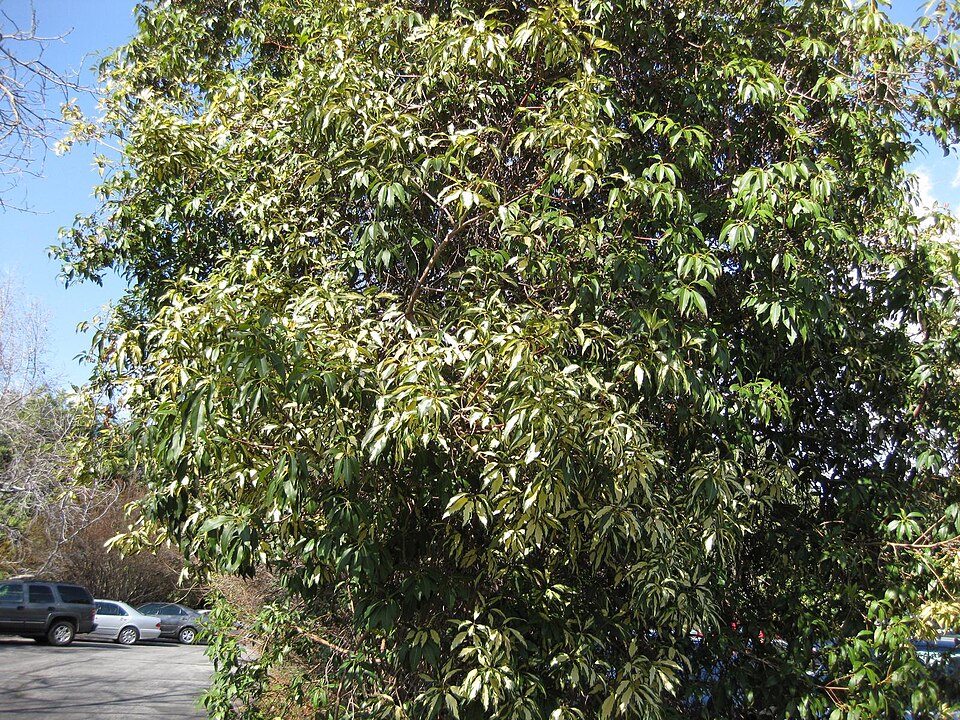 Lophostemon confertus (Brush Box) (alternate view 3)